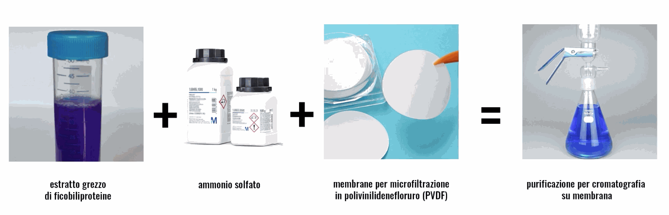 NATURAL BLU – PROCESSI AVANZATI PER LA SEPARAZIONE E PURIFICAZIONE DI FICOBILIPROTEINE.