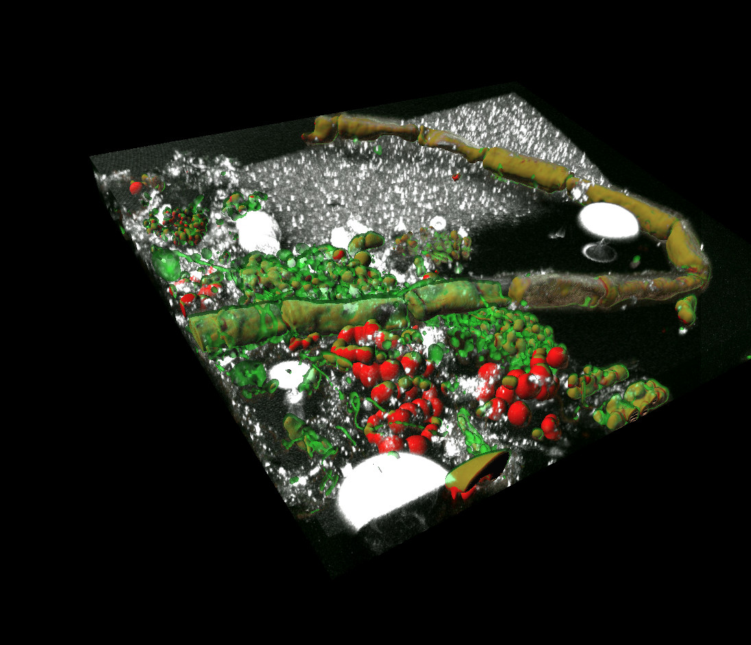 CNR-IRSA in collaborazione con ENEA e Legambiente per lo studio delle microplastiche nei laghi italiani.