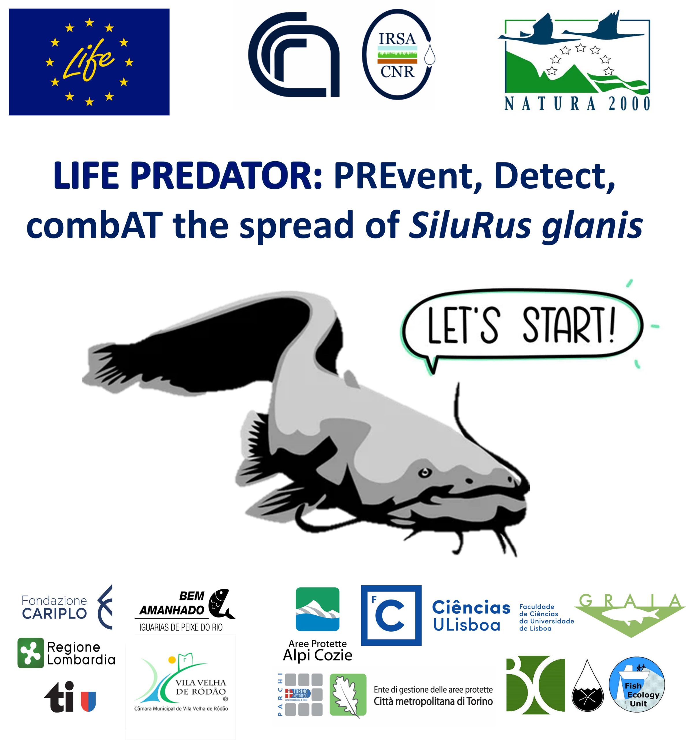 Il Siluro (Silurus glanis) minaccia la biodiversità dei laghi Sud-Europei. CNR-IRSA coordina il progetto LIFE “PREDATOR”.