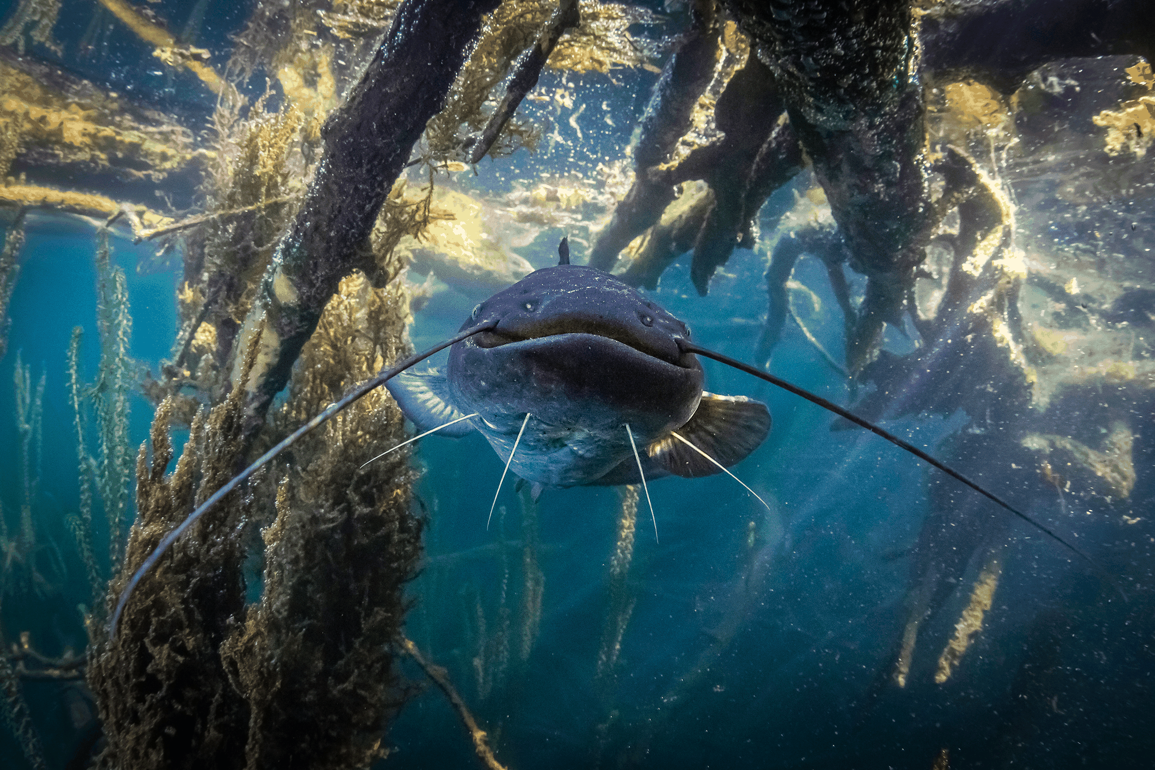 Predatori silenziosi. Strategie ed esperienze di gestione del Siluro e di altre specie invasive nelle aree protette Rete Natura 2000 del Nord Italia